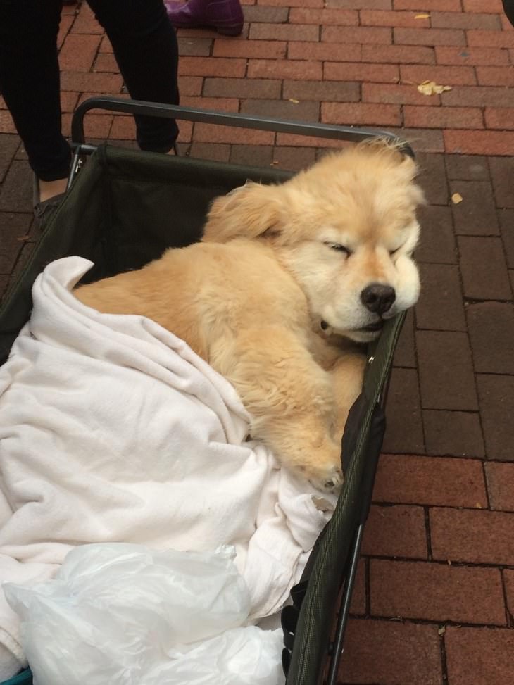 The Cutest Golden Retriever Puppies Ever