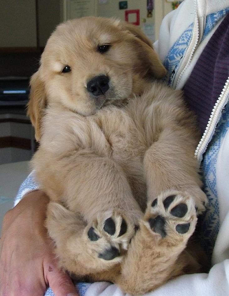 The Cutest Golden Retriever Puppies Ever