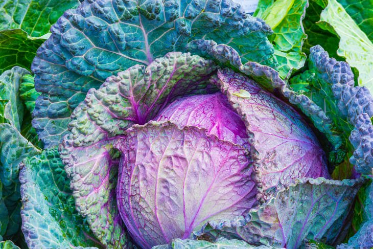 I Never Knew Cabbage Prevented So Many Illnesses!