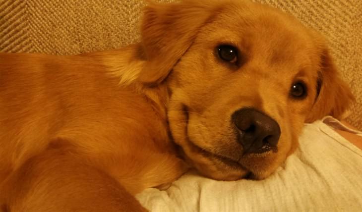 The Cutest Golden Retriever Puppies Ever