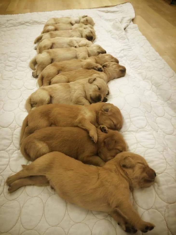 The Cutest Golden Retriever Puppies Ever