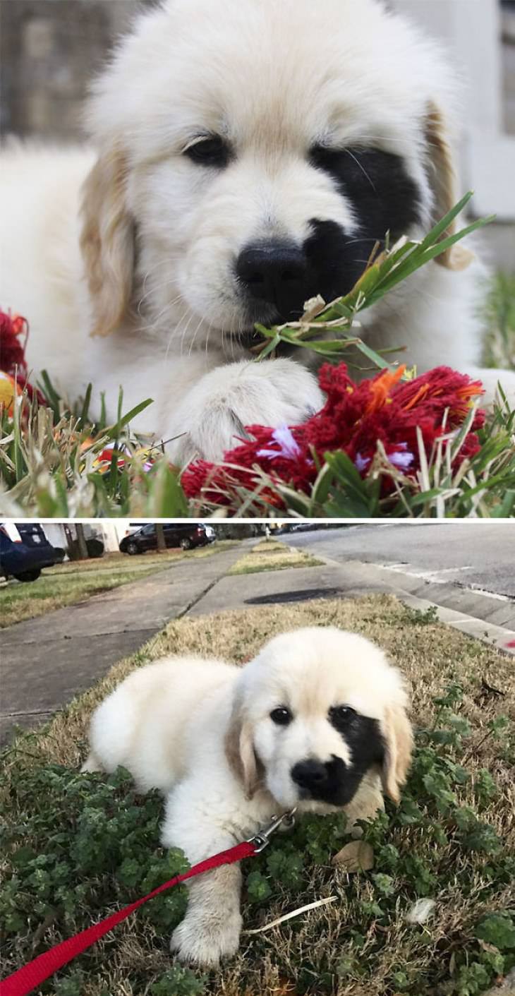 The Cutest Golden Retriever Puppies Ever