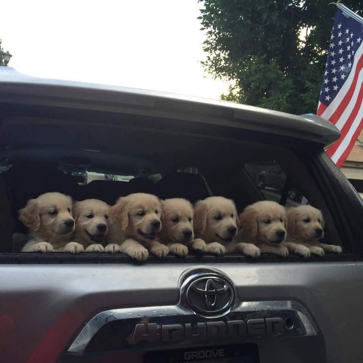 Os filhotes de Golden Retriever mais fofos de todos os tempos