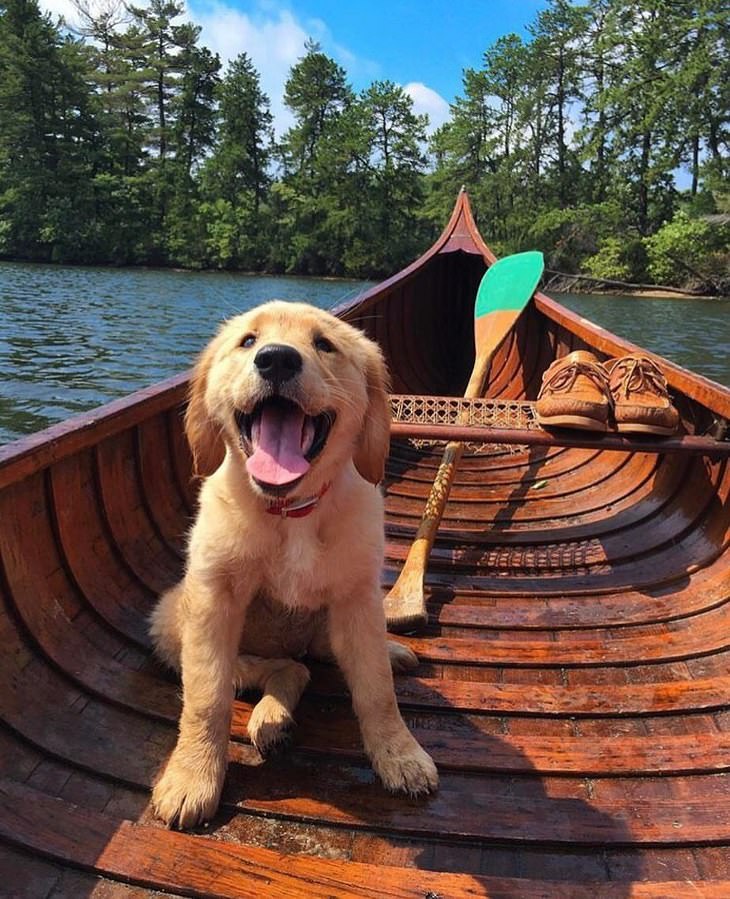 The Cutest Golden Retriever Puppies Ever