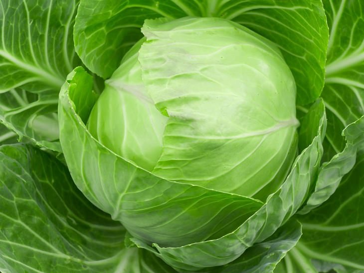 I Never Knew Cabbage Prevented So Many Illnesses!