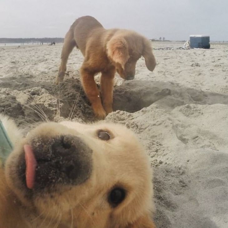 The Cutest Golden Retriever Puppies Ever