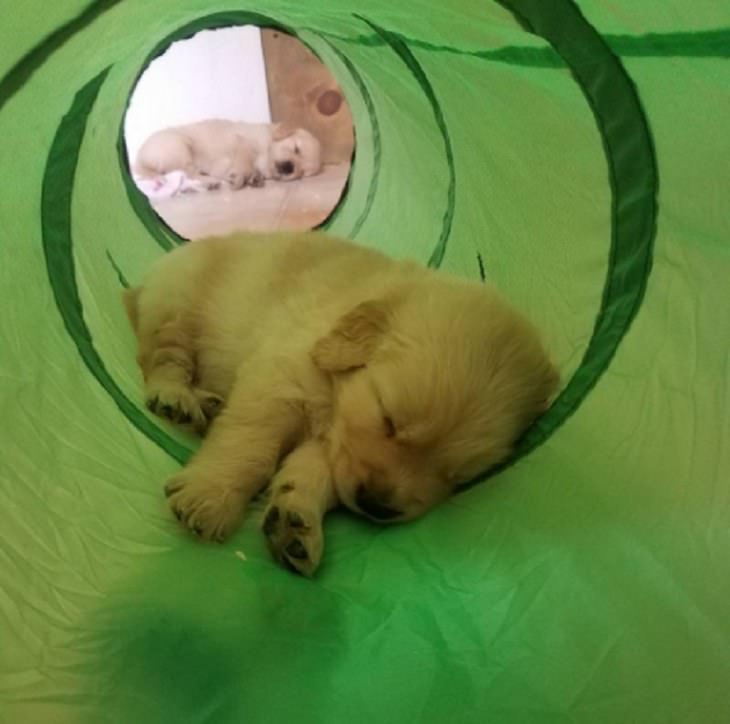 See These Adorable Photos of Golden Retriever Puppies