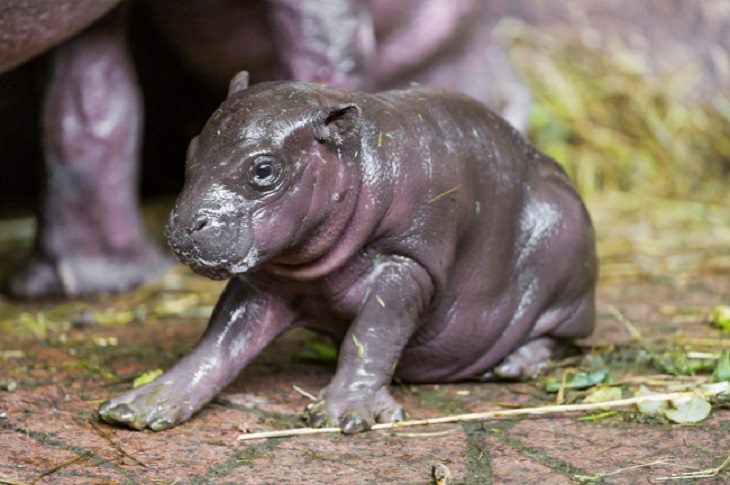 12 Extremely Cute Baby Animals