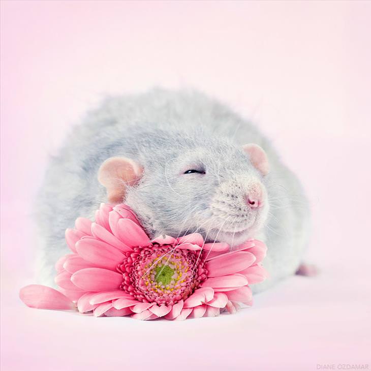 Extremely Cute Pictures of Rats