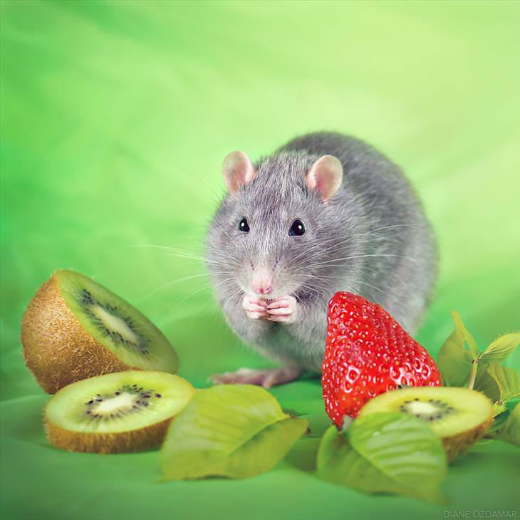 Extremely Cute Pictures of Rats
