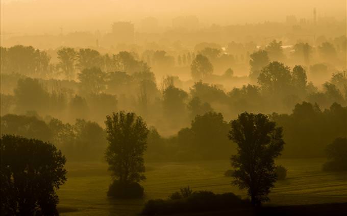 foggy forest