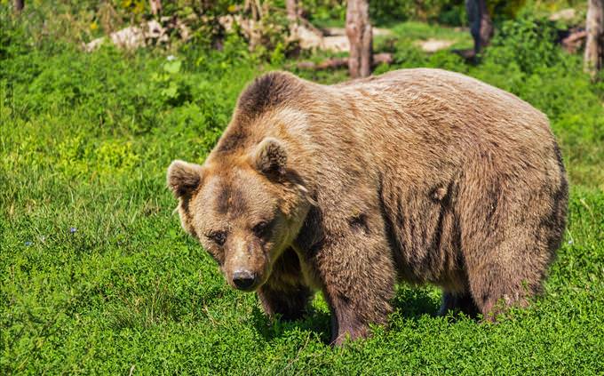 brown bear in countryside