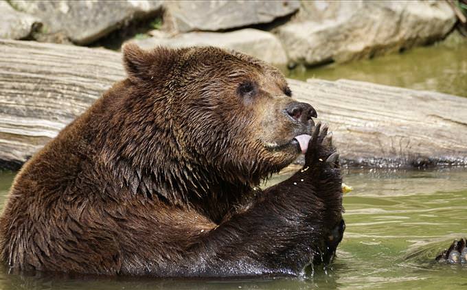 bear licking its claws