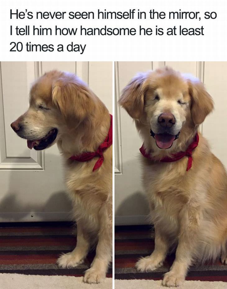 Hilarious Dog Memes