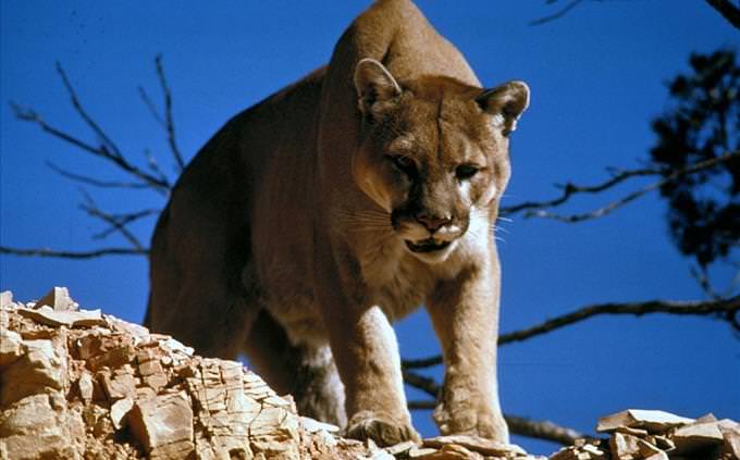 mountain lion