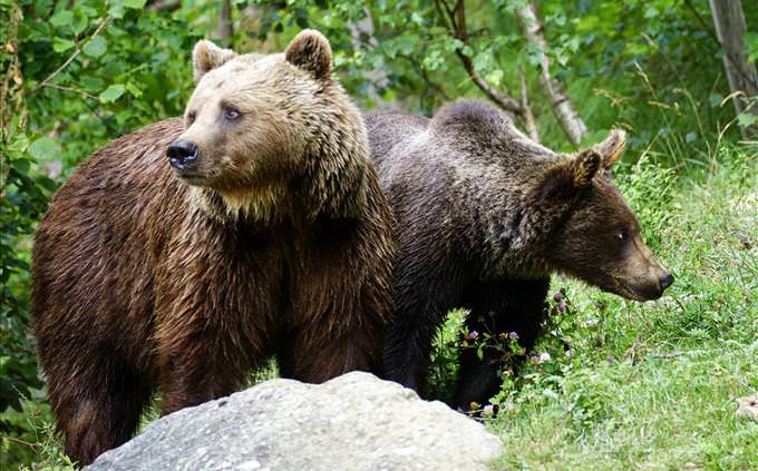 two bears in woods