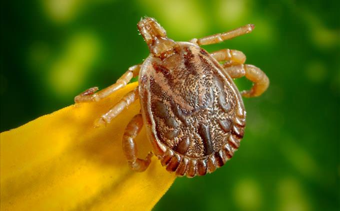 close-up of tick