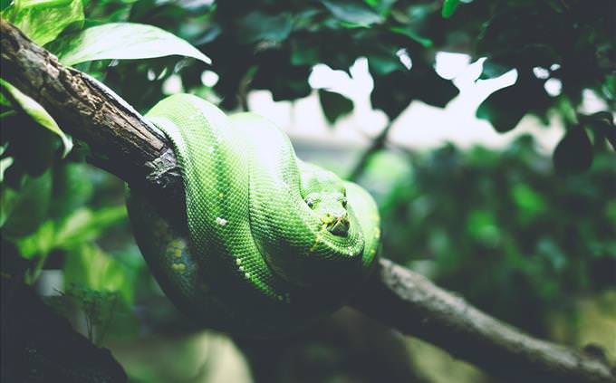 green snake in tree