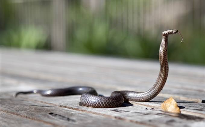 cobra snake on ground