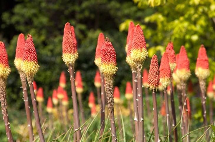 flowers