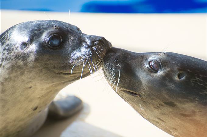 two seals kissing