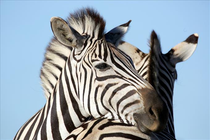 two zebras