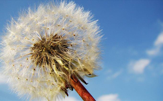 dandelion and sky