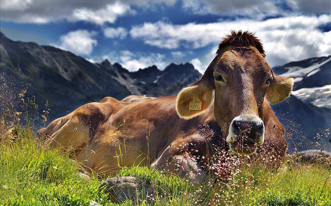 cow laying down