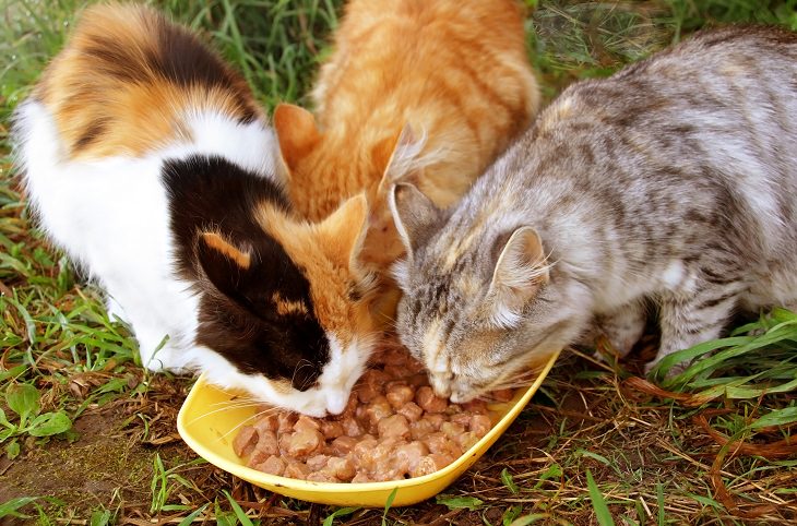 Humane Ways to Get Rid of Stray Cats