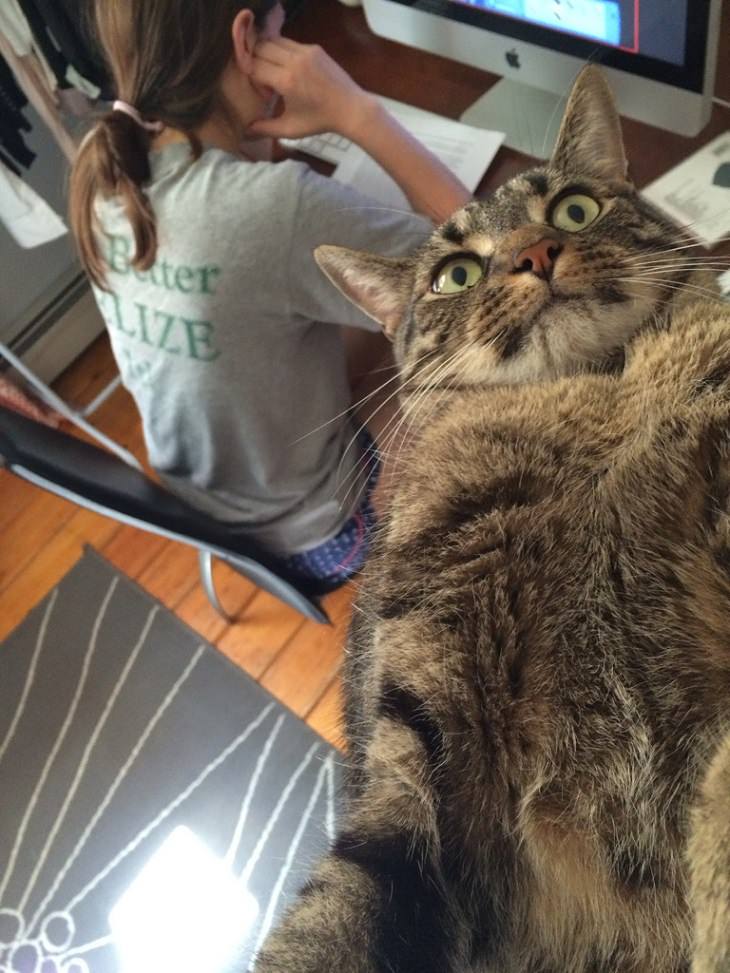 Cats Really, REALLY Don't Like Photos