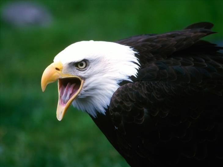 eagle facts and pictures
