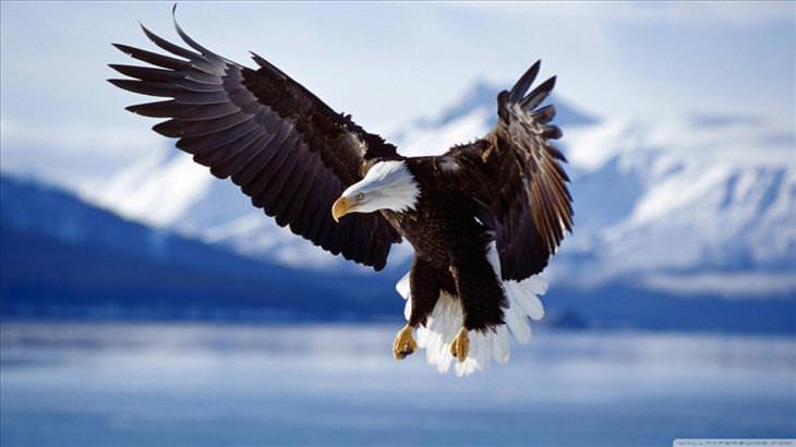 eagle facts and pictures