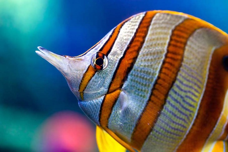Exotic Fish Photography