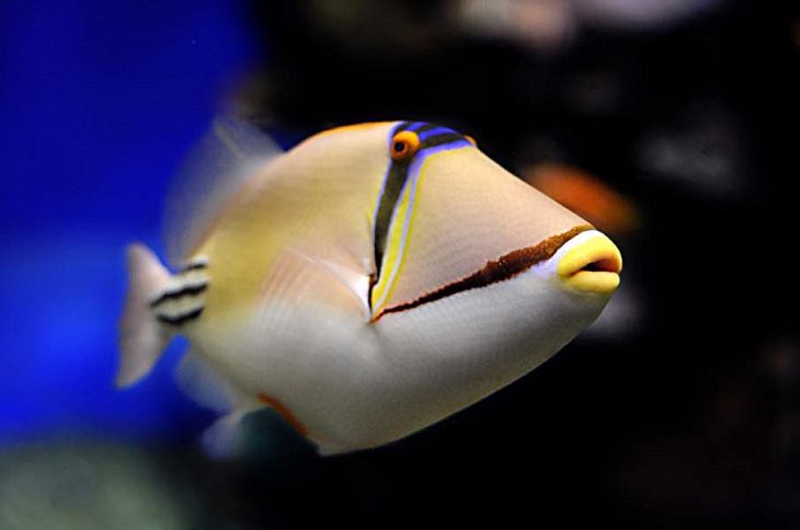 Exotic Fish Photography