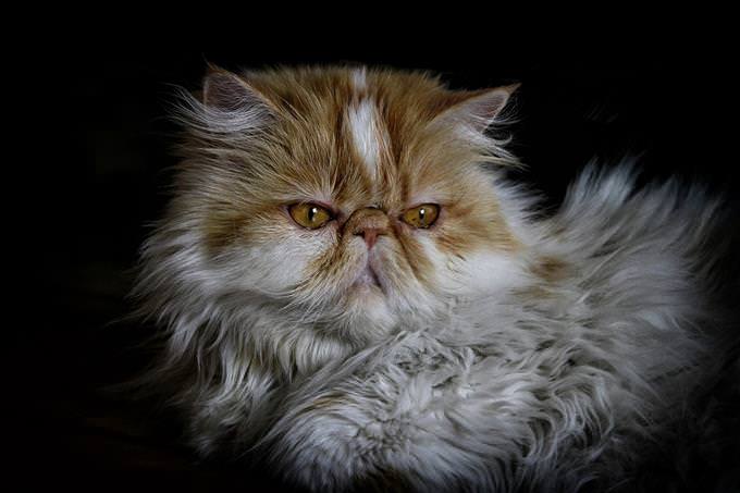 Persian cat on black background