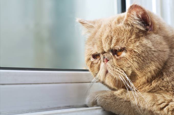 sad cat near window