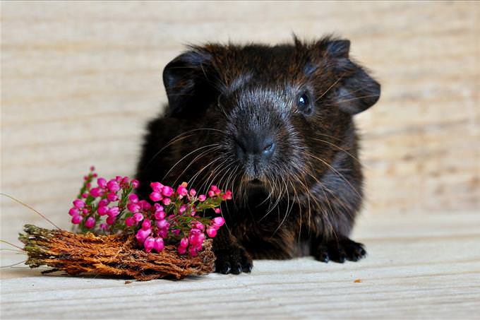furry rodent with flowers