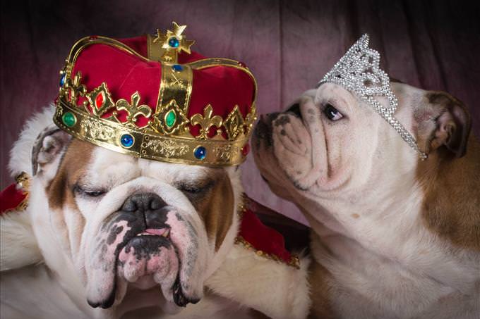 king and queen bulldogs