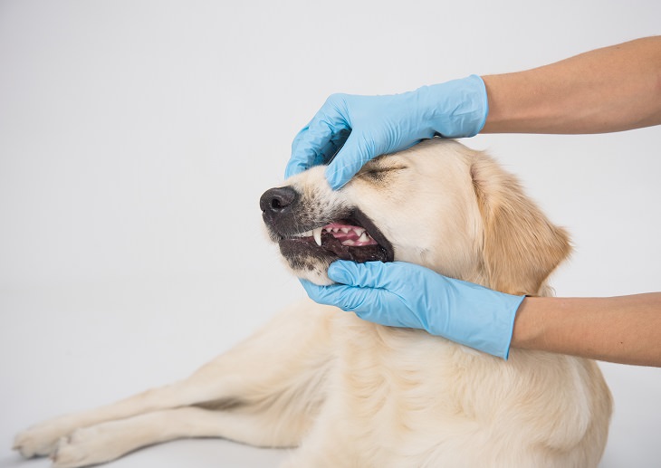 Signs Your Pet Needs to Go to the Vet