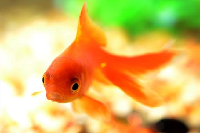 goldfish close-up