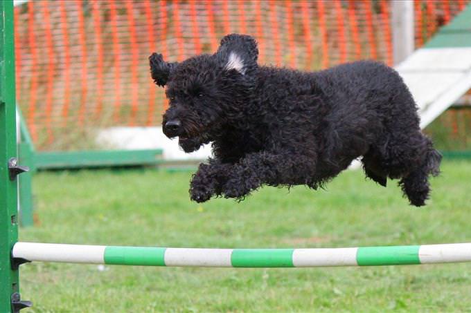 small black dog jumping in event