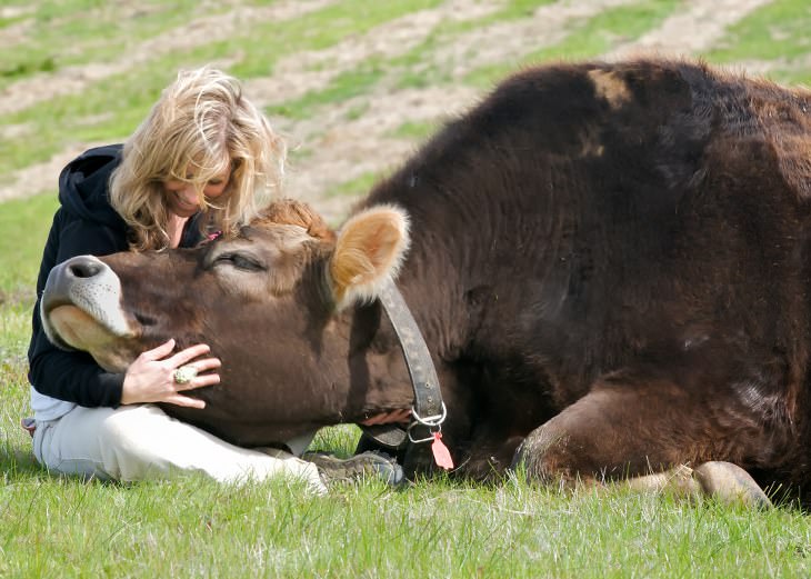 Cows Who Think They're Dogs