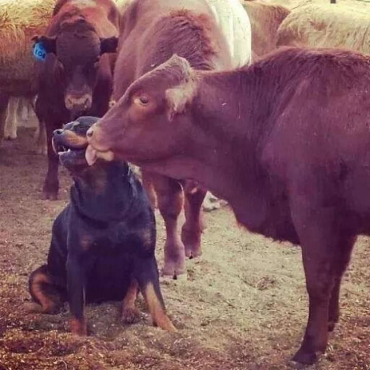 Cows Who Think They're Dogs