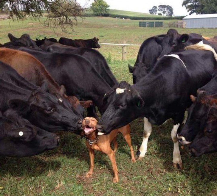 Cows Who Think They're Dogs