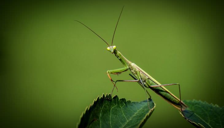 pest-free garden