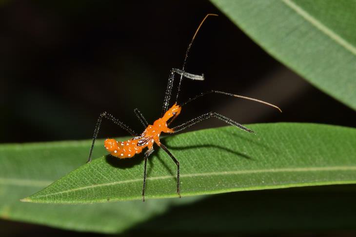 pest-free garden