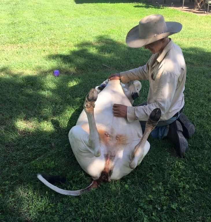 Cows Who Think They're Dogs