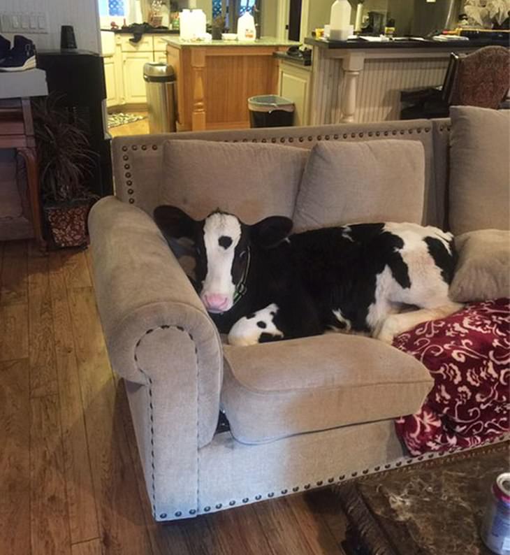 Cows Who Think They're Dogs