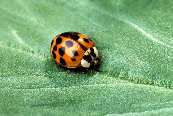 pest-free garden