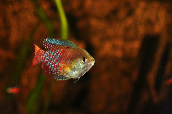Colorful Fish: Gourami